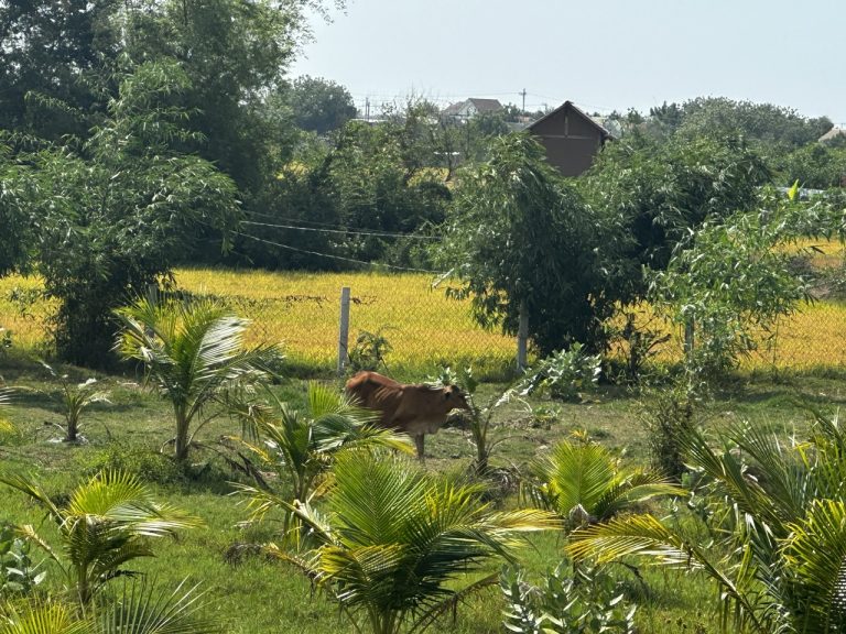 Nông trại sinh thái và homestay của Sáu Bình tại Ninh Thuận